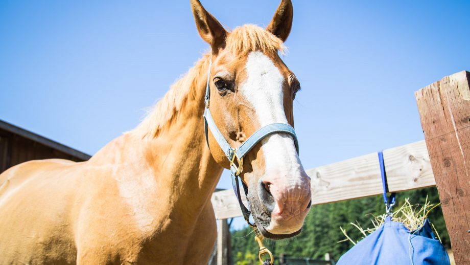Close up of tan horse
